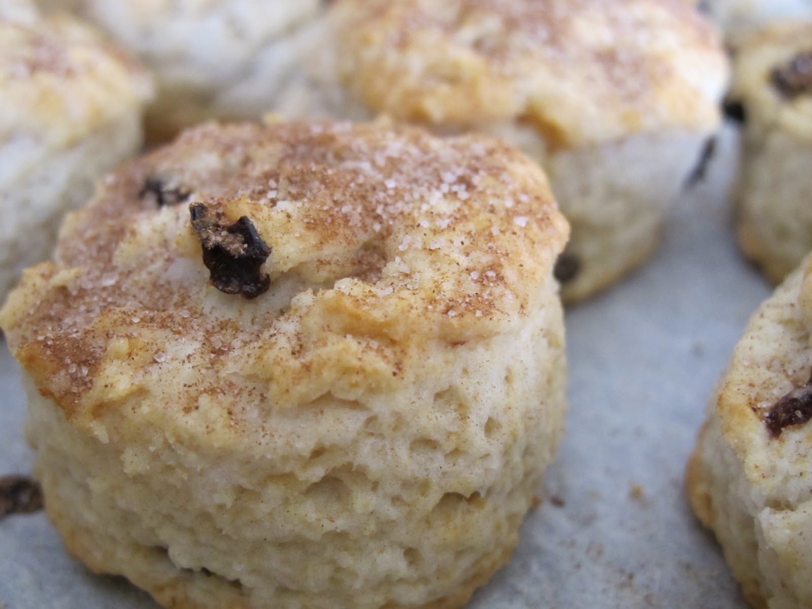 Your Busy Bee Bakery Currant Biscuits