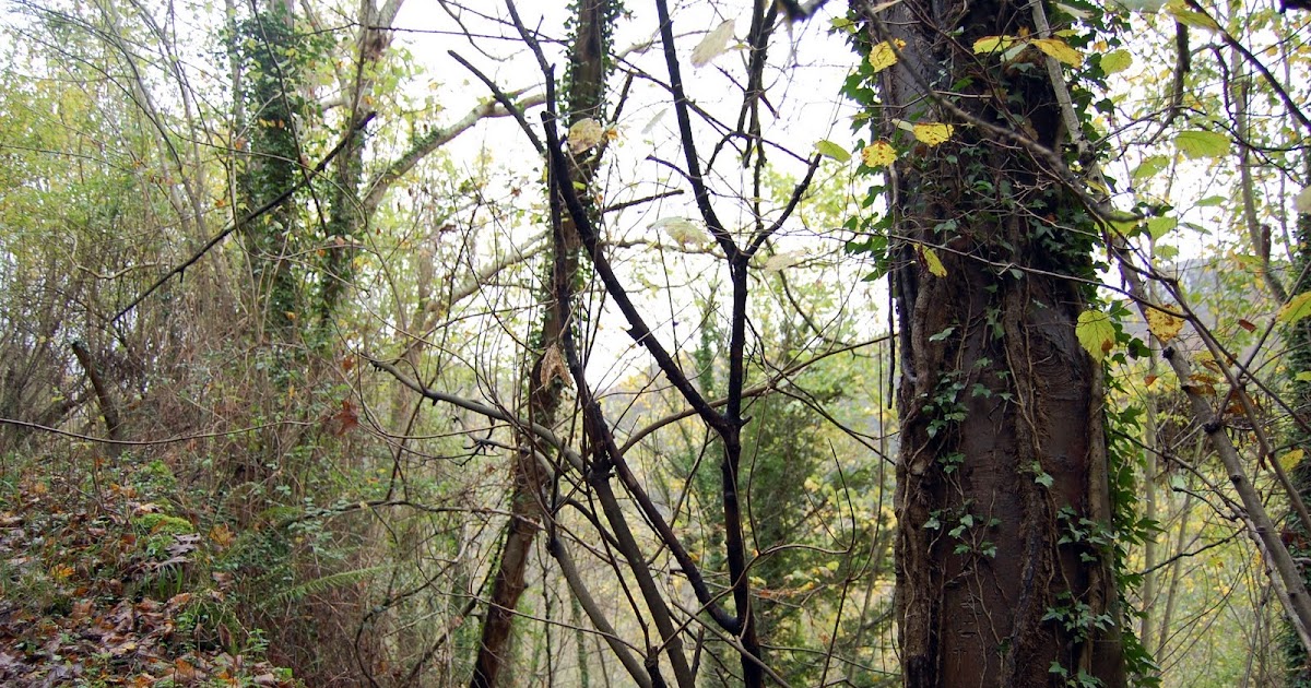 Sangre de la Casía y del Barredal: Arbol dormido que no muerto