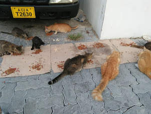 Stray cats of Male City being fed "Cat Food" by a N.G.O Philanthropist Mrs Sri.