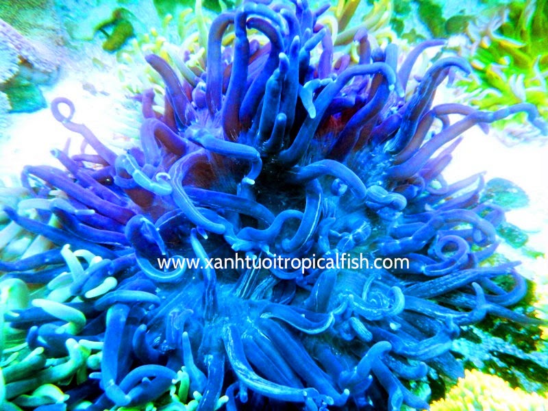 long tentacle anemone