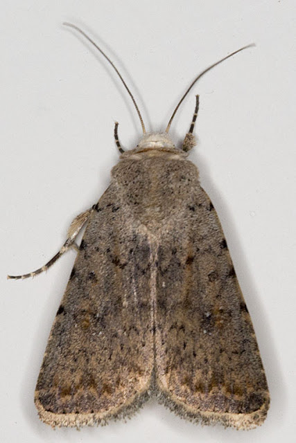 Pale Mottled Willow, Paradrina clavipalpis.  Noctuid.  In my computer room in Hayes on 14 August 2012.