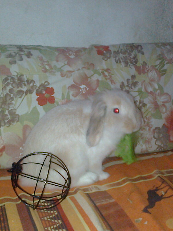 tawsi nin dunyasi tavsanlar icin demir top