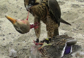 falcon peregrine dog peach duck gun decapitates attacks
