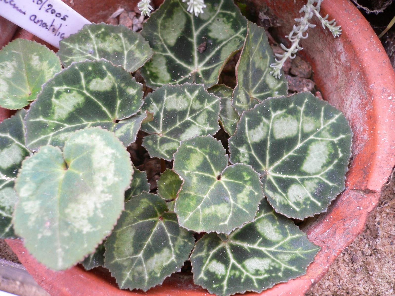 Mark's Inspiring Plants Cyclamen leaves Part 2 Graecum