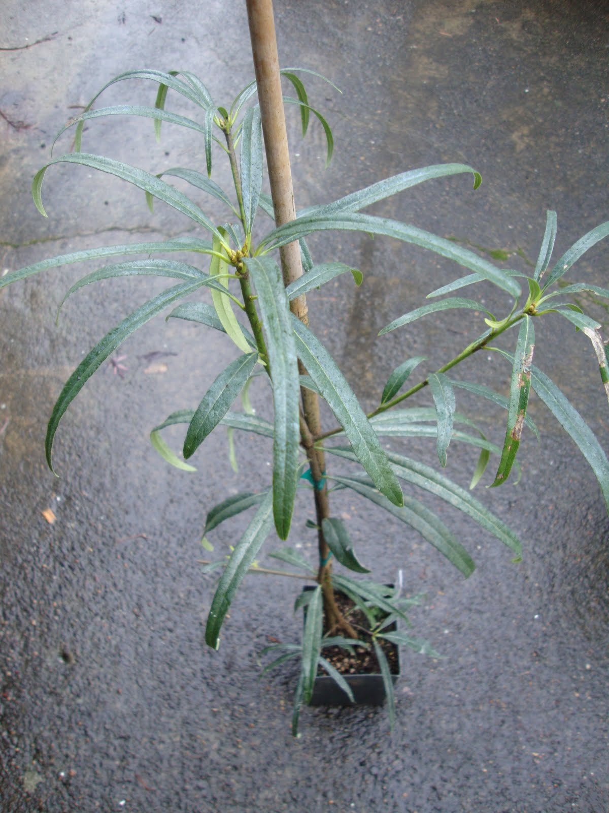 Flora Wonder Blog June 2018