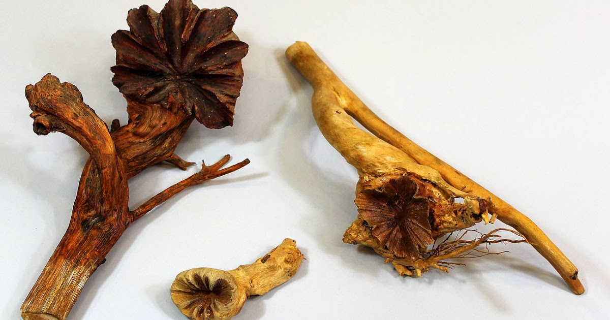 Tauranga Historical Society Wood Rose, Dactylanthus taylorii