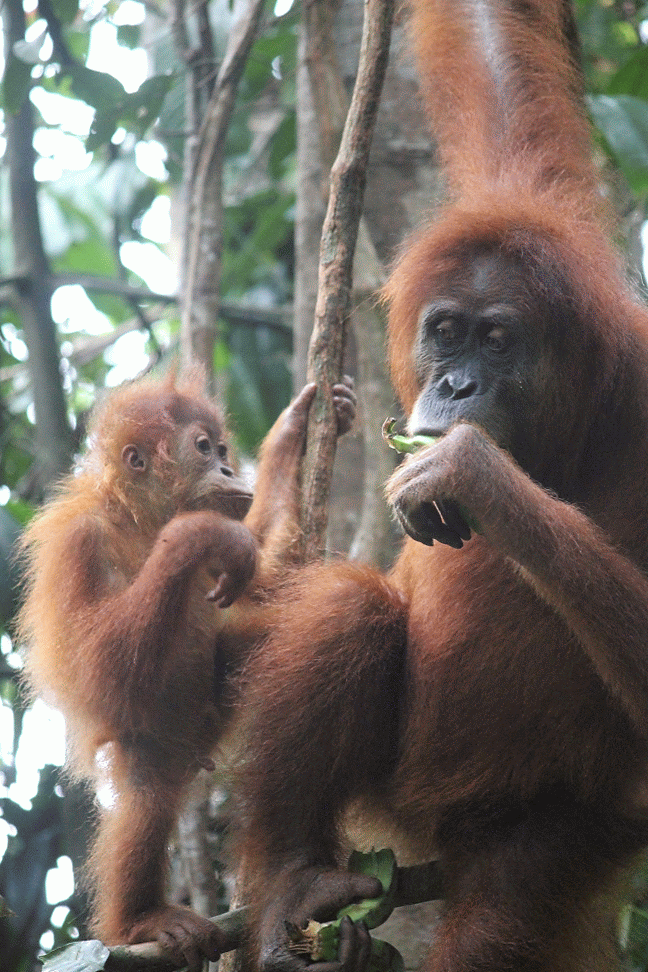 Lincoln Goes to Indonesia and Thailand and... Bukit Lawang Orangutan