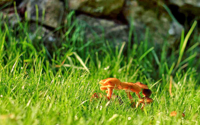 tiny mushrooms in the grass, raindrops