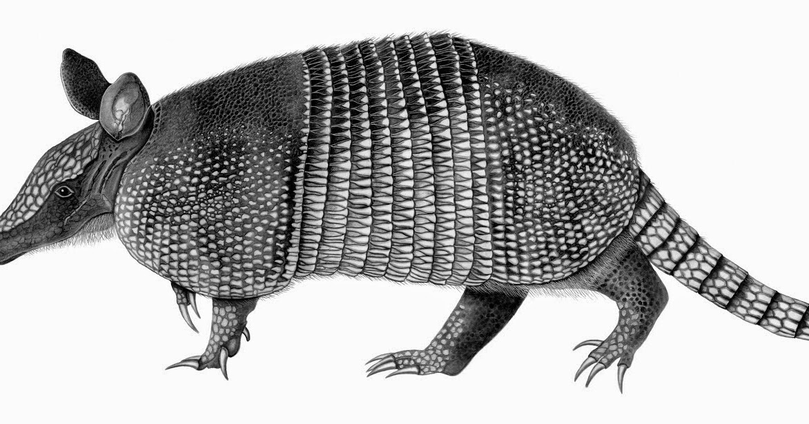 Dasypus novemcinctus Vanesa Gaido
