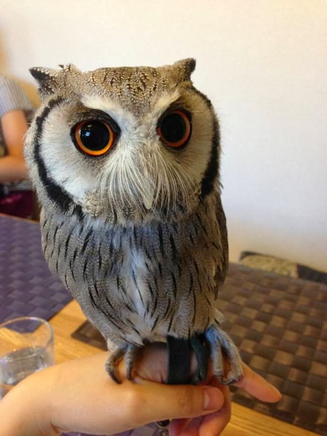 Owl Cafe in Japan