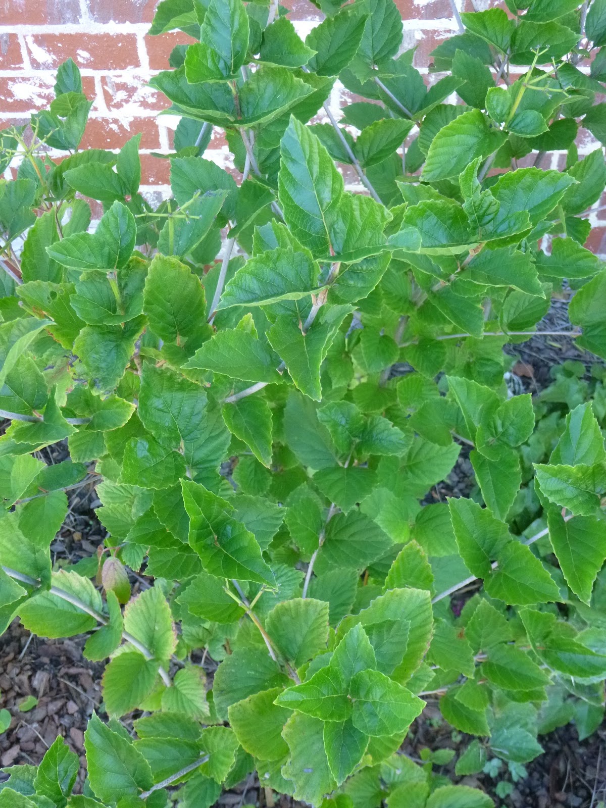 Flora Wonder Blog Viburnum When You Can Mulch Them