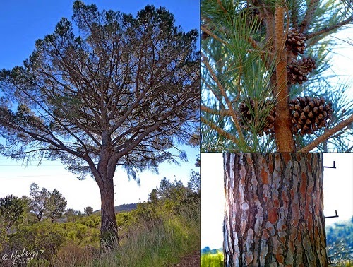 BIODIVERSIDAD COSTA GRANADINA Y... Pino piñonero, pino real (Pinus pinea)