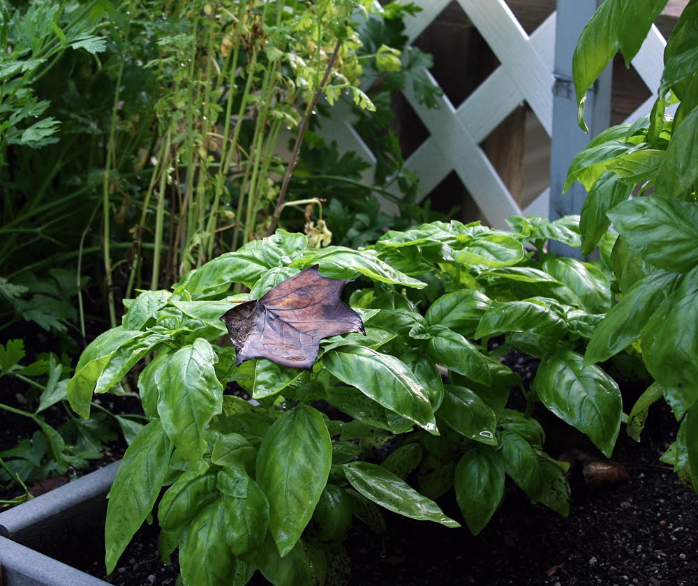 Fanatic Cook Basil After Storm