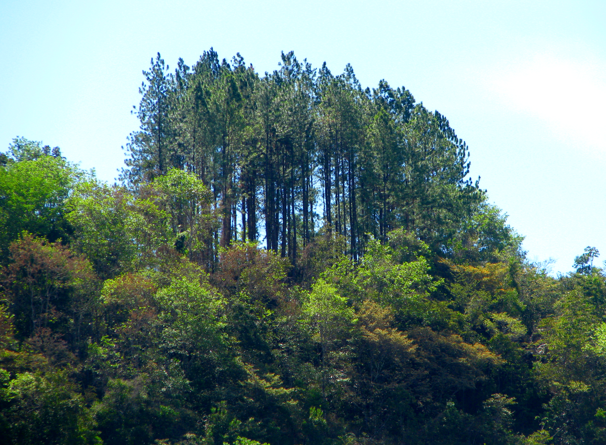 Life in Costa Rica Thinning Pine Trees