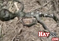 Lại Xôn xao clip xác chết người ngoài hành tinh | Maphim.net