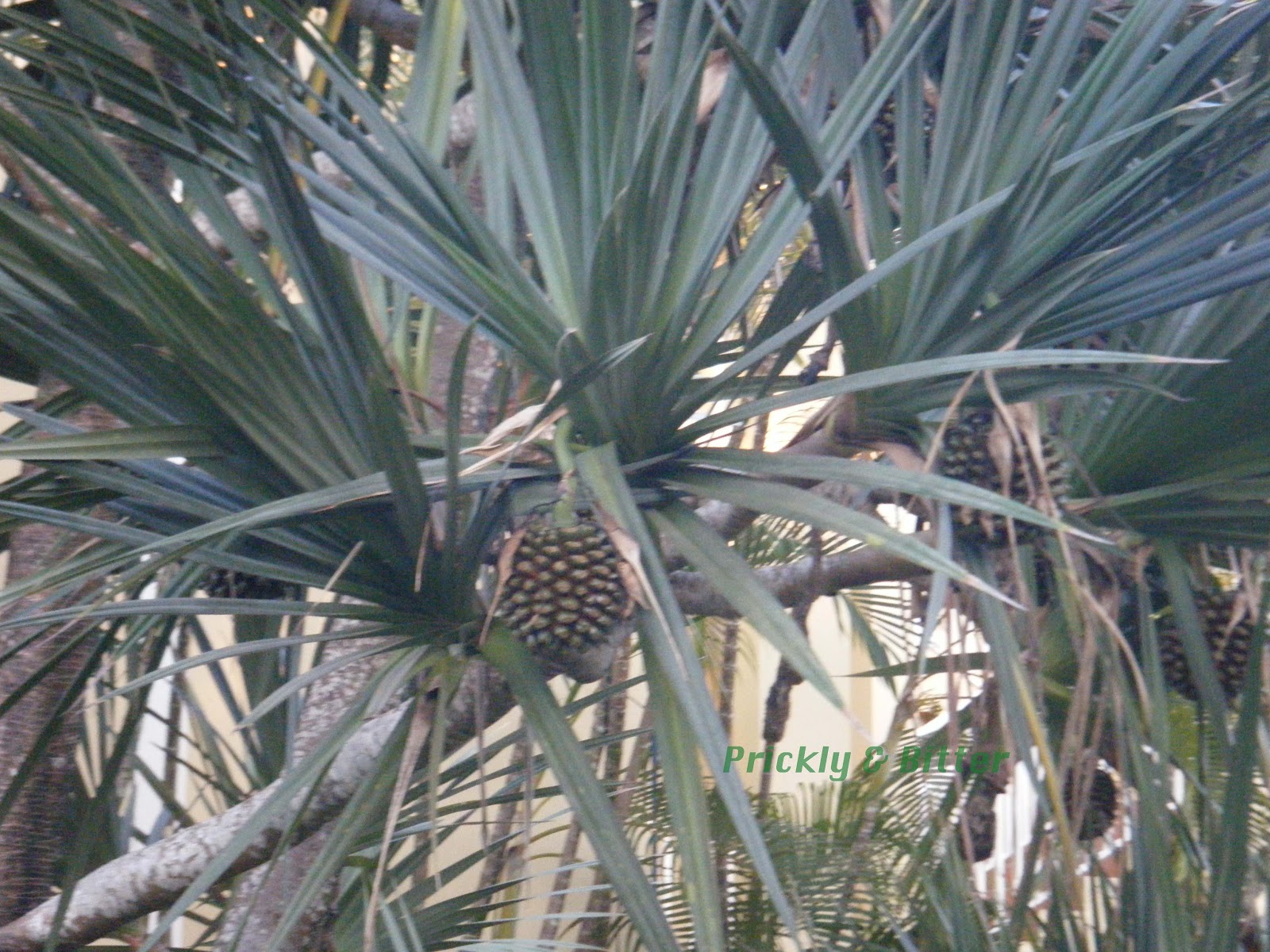 Prickly and Bitter Do pineapples grow on trees?