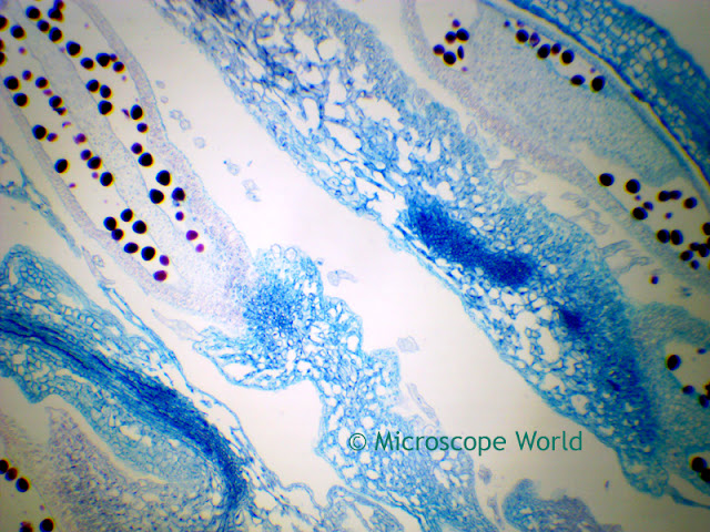 Microscopy image of cucumis staminate flower.