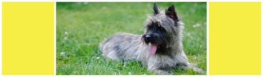 Terrier Cairn