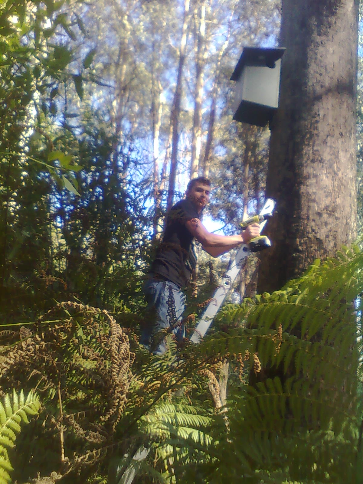 Greater Glider recovery project UGLN