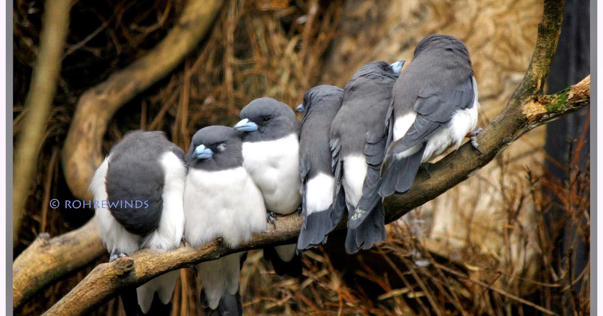 P1 - Flocking Together