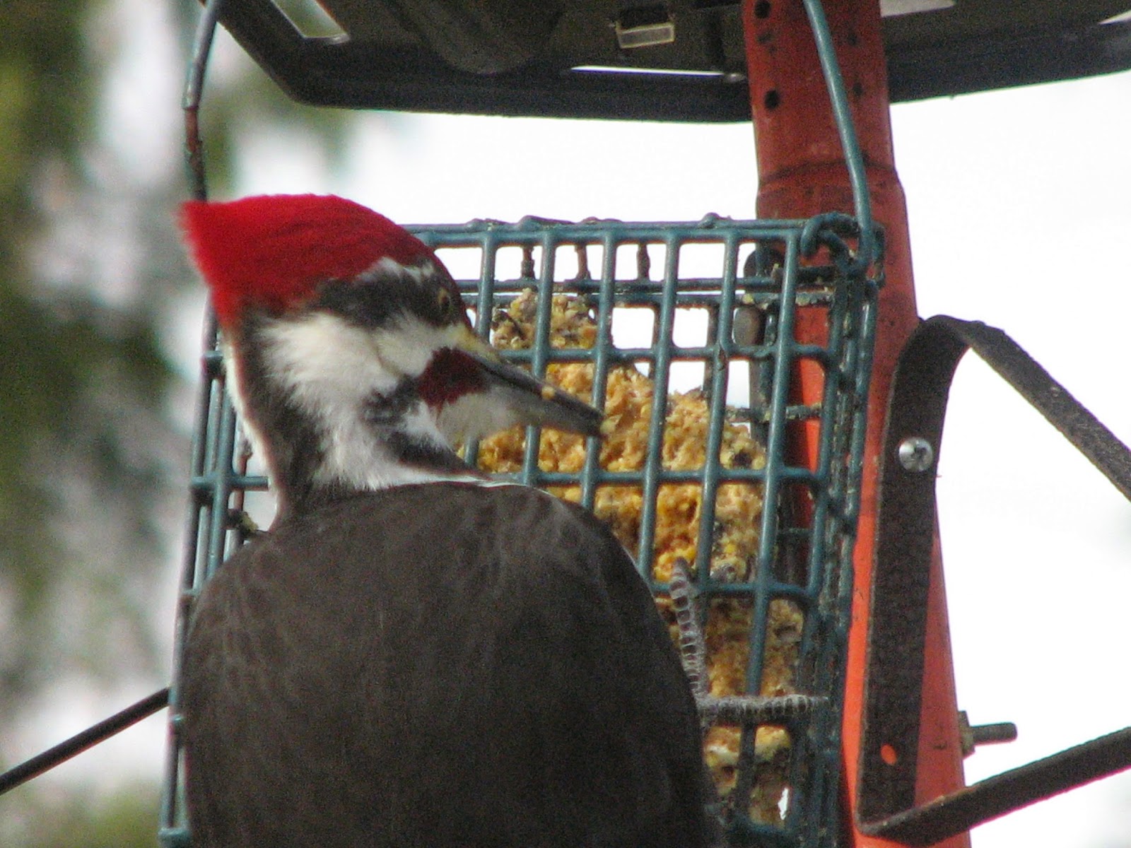 South Burlington birds Pileated Woodpecker photos South Burlington