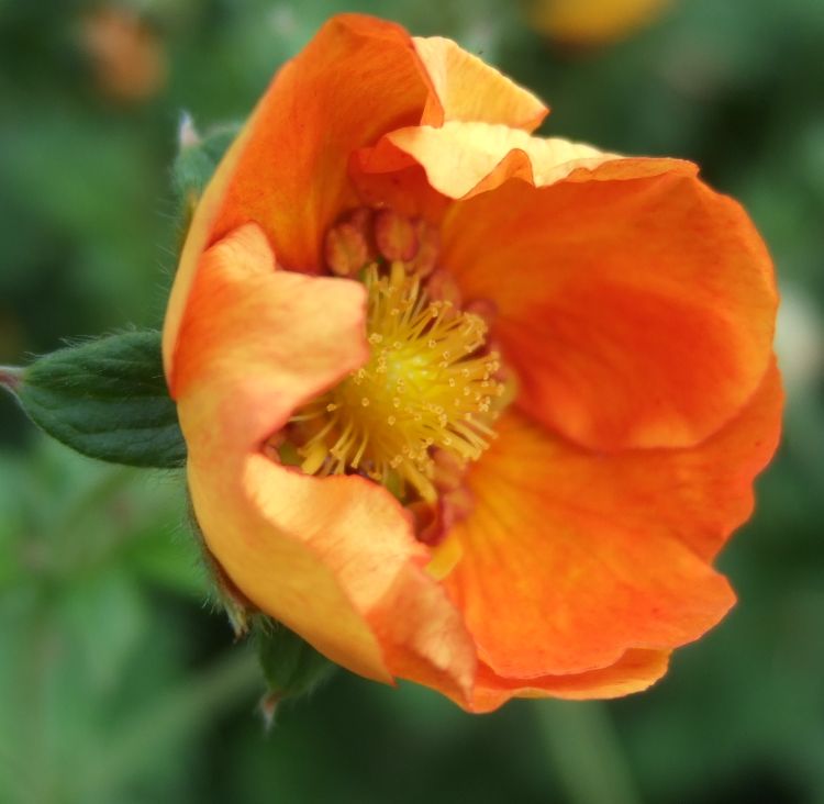 Future Plants By Randy Stewart Potentilla