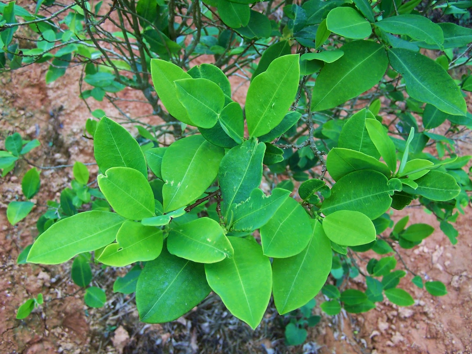 ¿Quién cuidará la coca? Nueva Era