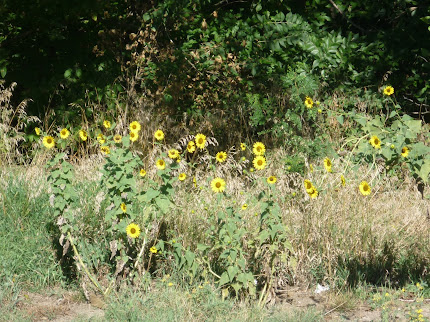 We have wild sunflowers growing in front of our wooded area out back.