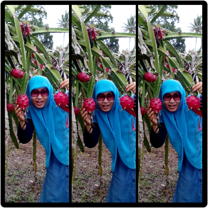 Intan Nur Permadi Sari: SABILA FARM KALIURANG YOGYA