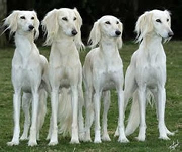 Saluki Dog Breed