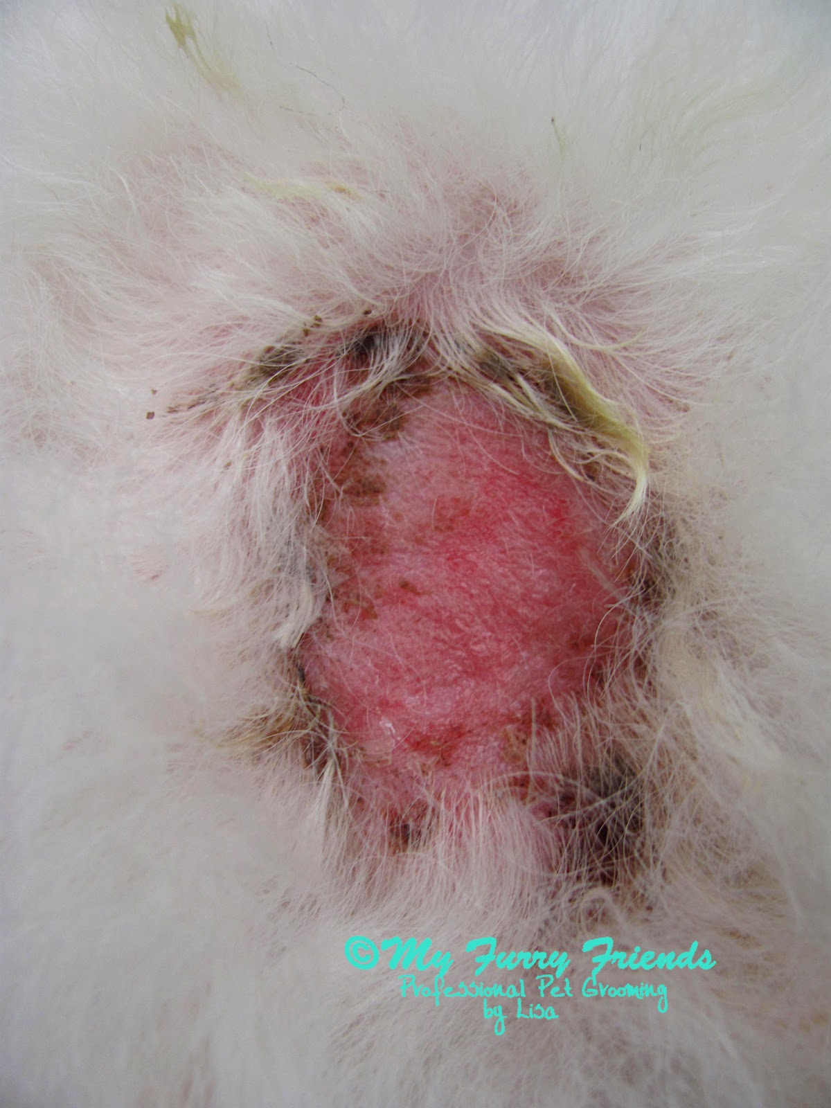 my shih tzu has scabs crusty black scabs on breeds picture my shih tzu has scabs crusty black scabs on breeds picture