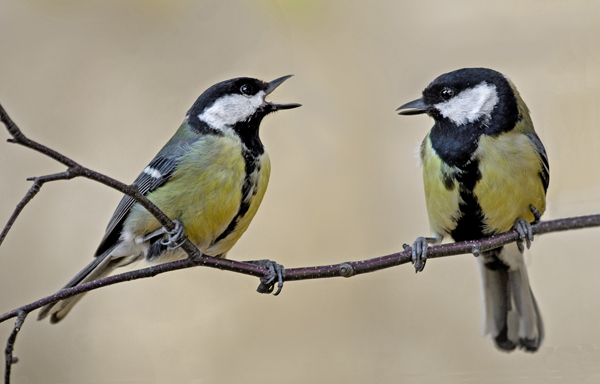 Great Tit in pair