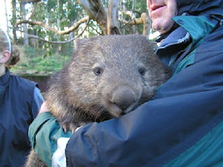 Cute Wombat