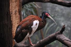 Professor Paul's Guide to Birds: Threskiornithidae ;Ibises ... Professor Paul's Guide to Birds: Threskiornithidae ;Ibises ...