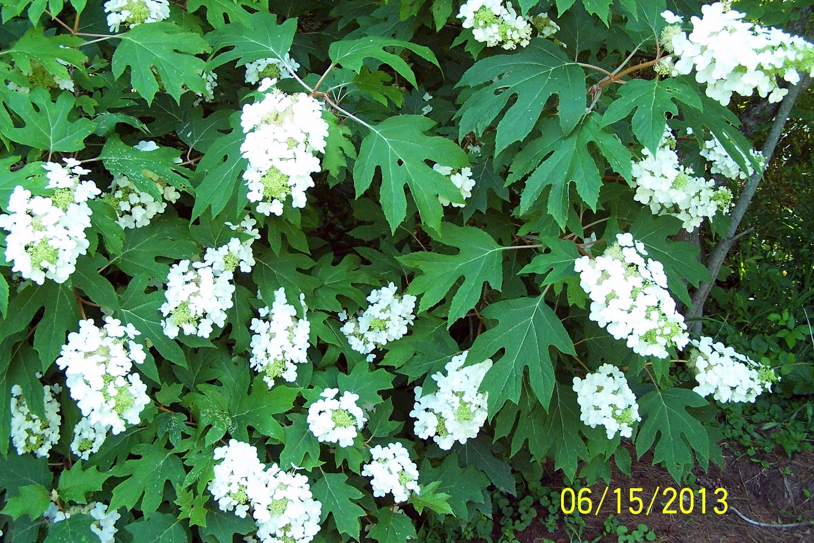 My Oakleaf Hydrangea Looks Dead - Oakleaf Hydrangea