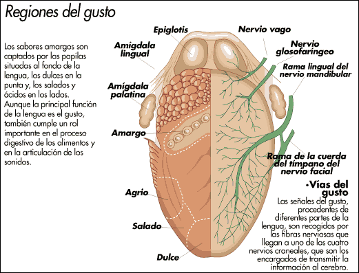 Receptores Sensoriales