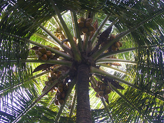 coconut_tree.JPG