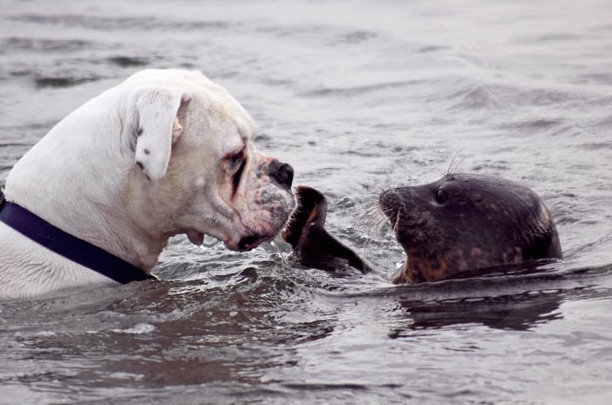 Insansepi Seloka Jenaka