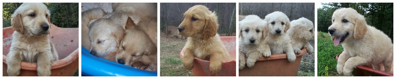 Golden Pups Header Photo