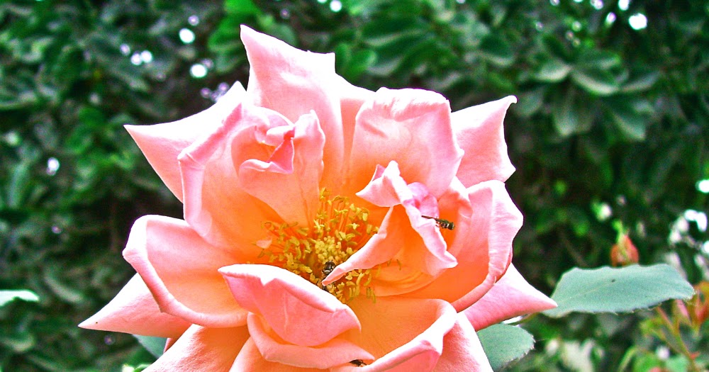 Diversidad Fotografica Flora Peruana