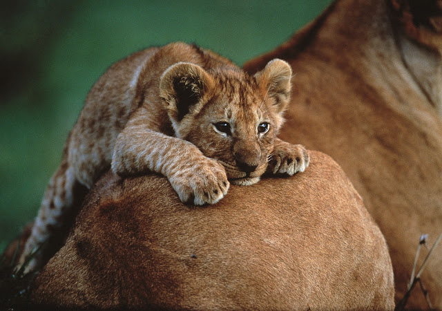 Cute+baby+lion+cub+From+Cradle+to+Grave+