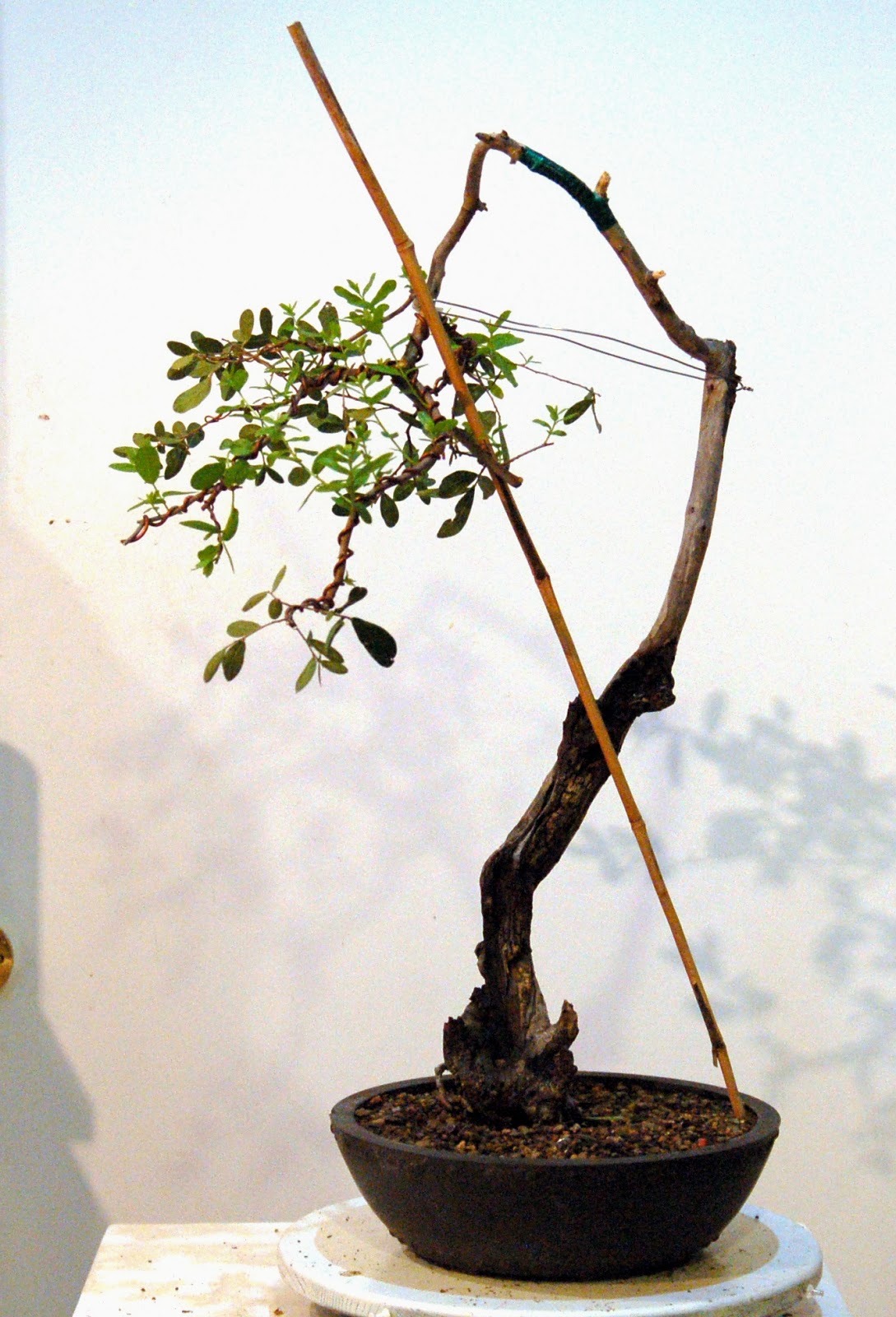 Heart of Texas Bonsai Texas Persimmon 4 burned out hollow trunk