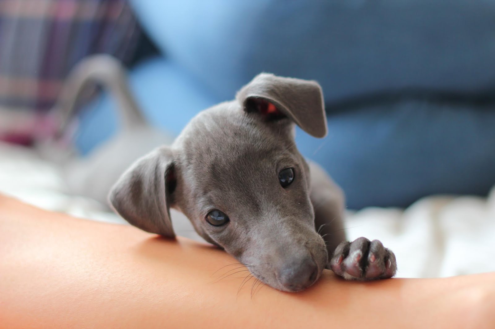 grey baby. Greyhound puppy, Sleeping kitten, Italian greyhound