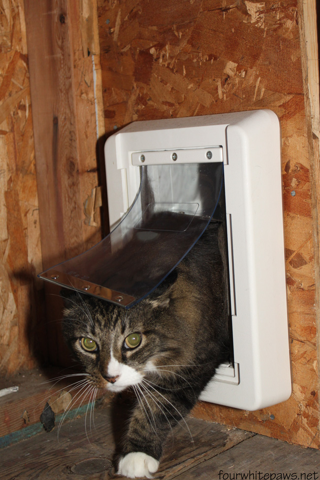 Great Job Cat Pictures Great Job Cat Pictures