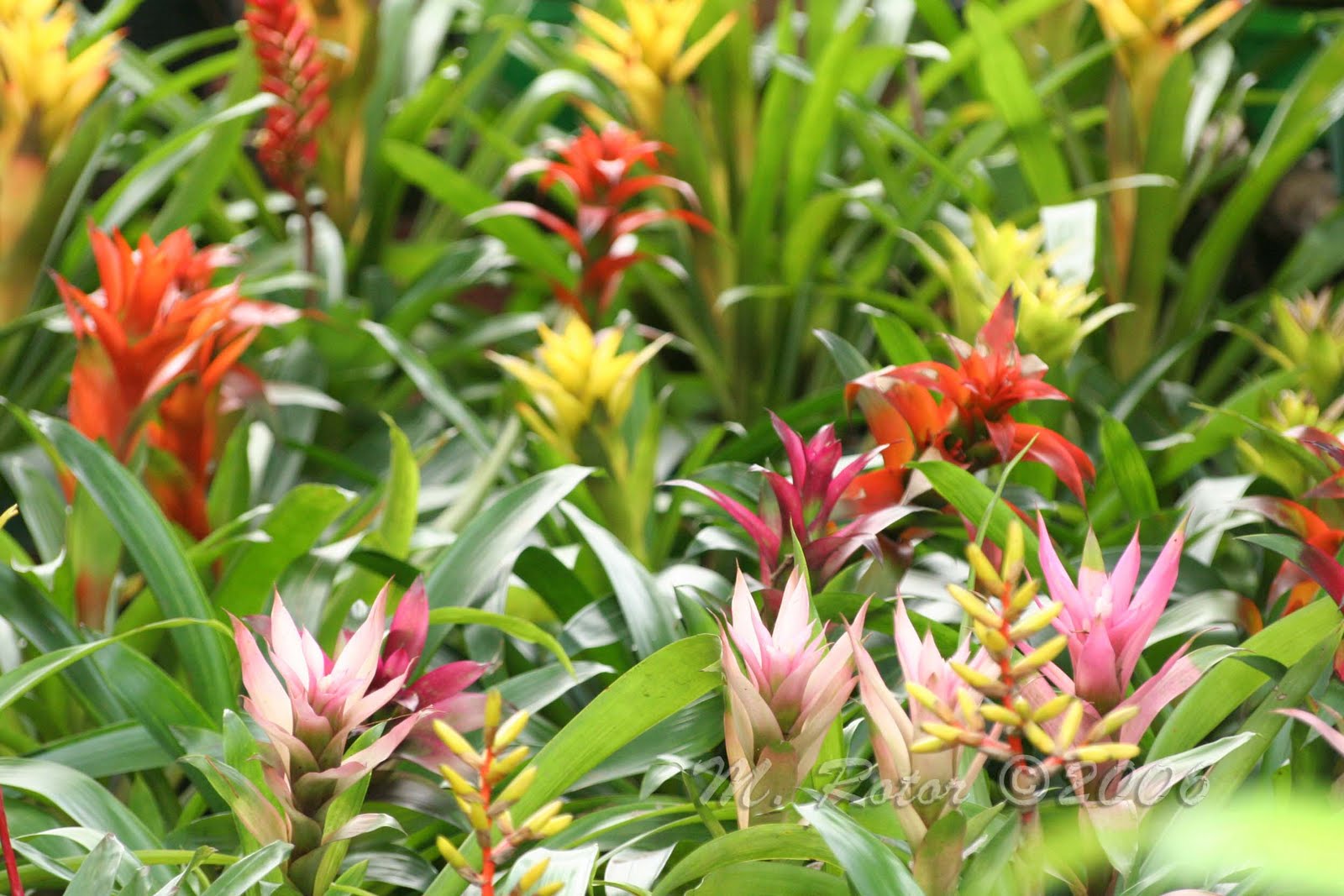 Living with Nature School on Blog by Dr. Abercio V. Rotor Pineapple