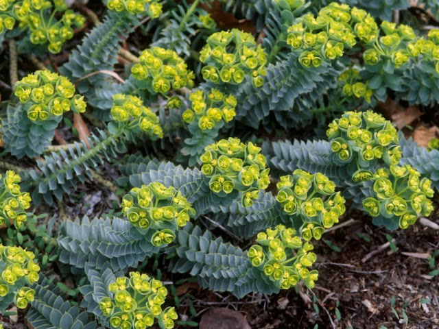 Euphorbia myrsinites Euphorbia myrsinites