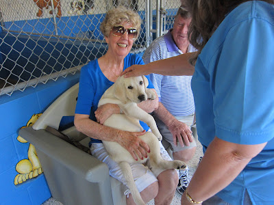 Mom with a ginormous yellow lab puppy