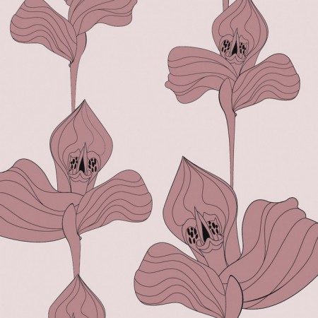 Pink Orchid Wallpaper Pink Orchid Wallpaper