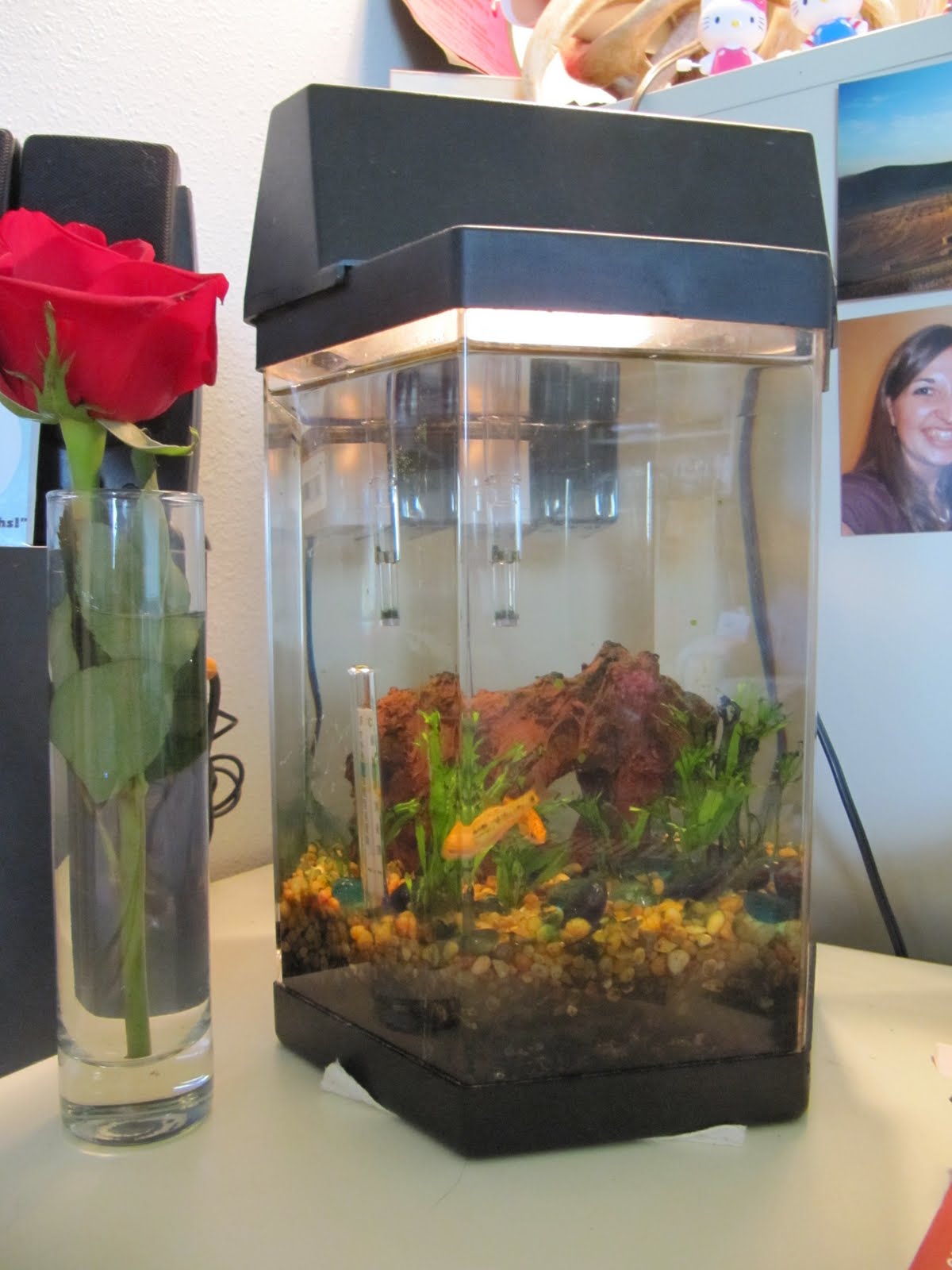 Planted Fish