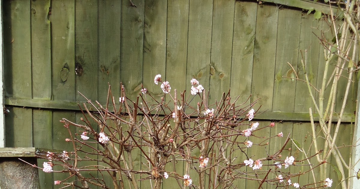 Love My Garden Winter Flowering Viburnum
